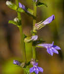 Downy Lobelia